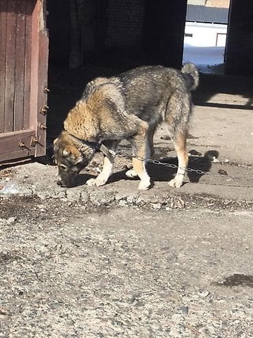 продажа домашних животных: 2 года, Самка, С прививкой — 2