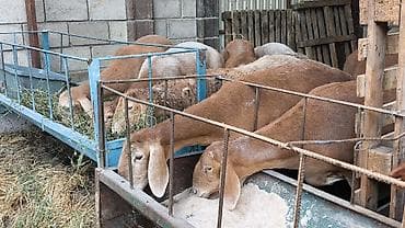 Животные: Продаю | Ягненок | Арашан | Для разведения | Ярка — 2