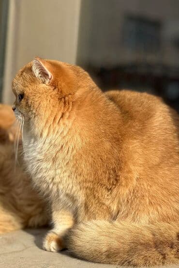 отдам породистого котенка: Британская короткошёрстная, 10 месяцев, Мальчик, Золотая шиншилла — 3