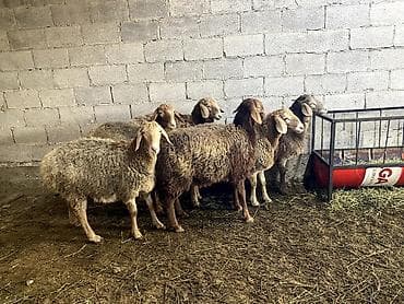 Аквариумдар: Продаю — 5