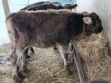 сколько стоит корова 2023: Продаю | Бык (самец), Тёлка, Музоо, торпок | Алатауская — 8