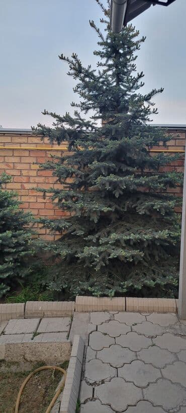 саженцы смородины питомник: Саженцы деревьев: Ели — 3