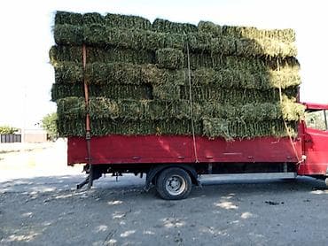 живой корм: Сено в тюках. Кастра зелёная плотный доставка есть - Прессованные — 1