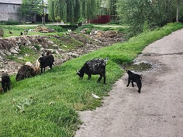 американские були: Продаю | Коза (самка) | Полукровка | Для разведения — 1