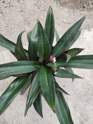 аквариум для форели: Традесканция рэо — 1