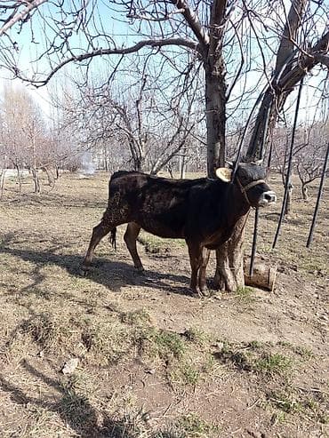 лягушки живые: Продаю | Бык (самец) | Швицкая | На откорм | Привязанные — 1