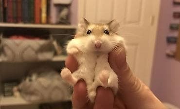 Крысы: ПРОДАЮ СИРИЙСКИХ И ДЖУНГАРСКИХ ХОМЯЧКОВ,А ТАК ЖЕ — 1