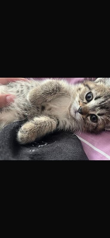 Животные: Котята от домашней кошки Описание: - Милые котята 1 помёта: тигровый — 5