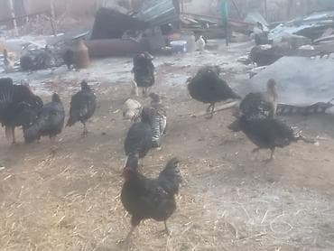 кукуруза мача: Продаю | Индюк (самец) | Для разведения | Племенные — 3