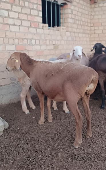 где можно купить овец гиссарской породы: Продаю | Овца (самка) | Гиссарская, Арашан | Матка — 1