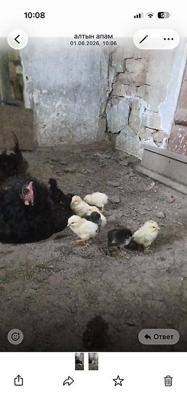 кролик фландыр: Продаю | Цыплята | Для разведения — 1