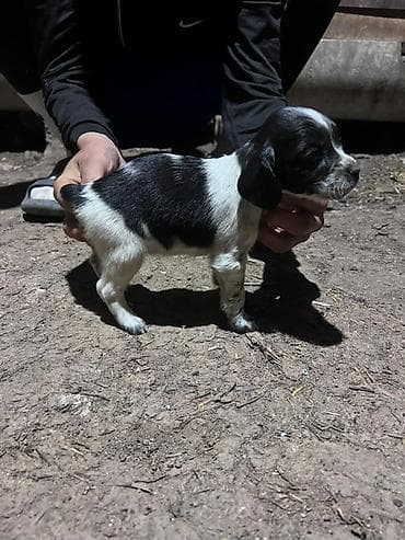 питбуль щенок черный: Щенки английского кокер-спаниеля, черно-белые (пегие/крап) окрасы. - — 8