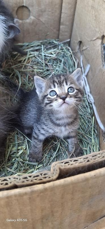 потеряли кошку: 2 месяца, Девочка — 3