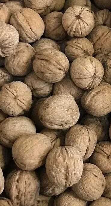 продам дерево орех: Продаю оптом и в розницу Грецкий тонкокорый орех. Ядра коричневого — 1