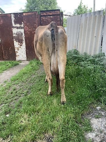 жаны уйлор: Сатам | Уй (ургаачы) | Сүт алуу үчүн | Музоологондон кийин — 6