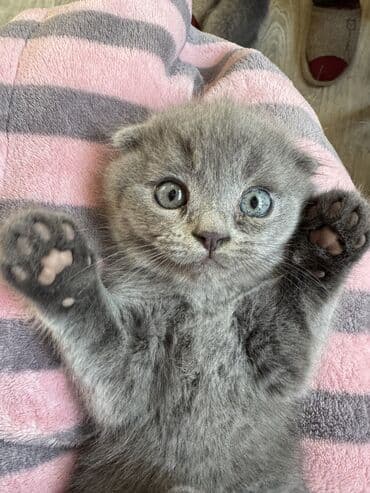 домик для кошки купить: Осталось два мальчика! Котята скоттиш-фолд. родились 2 октября. к — 1