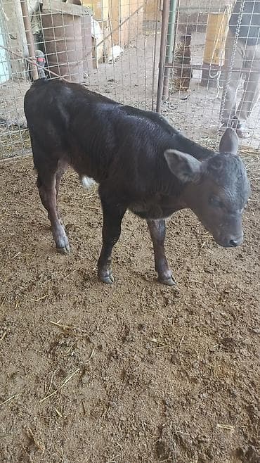 собака доберман: Продаю | Музоо, торпок | На откорм | Искусственник — 1