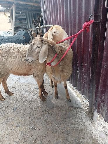 4 5мм: Сатам | Ургаачы кой (ургаачы) | Арашан, Аргын | Көбөйтүү үчүн | Токту, Асыл тукумдуу — 3