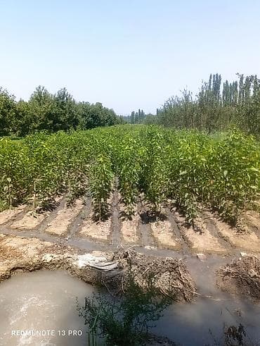 Инструменты: Саженцы яблони (молодые деревья) - Развитый питомник: ровные ряды — 4