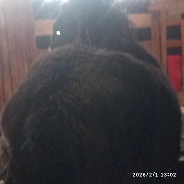 сколько стоит жеребенок в кыргызстане: Продаю | Жеребенок | Для разведения — 6