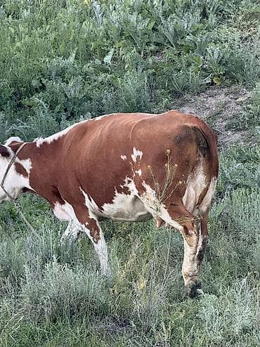 сколько стоит щенок золотистого ретривера: Продаю | Корова (самка), Бык (самец) | Герефорд, Симментальская — 2
