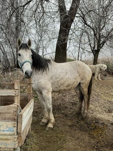 Продаю | Кобыла (самка) | Для молока, Рабочий | Мерин