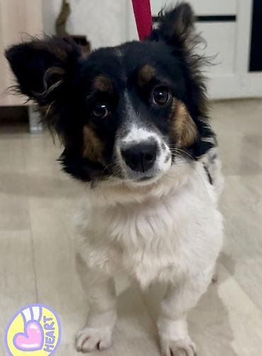 Пристраивается в хорошие добрые руки, собачка, девочка, не крупная