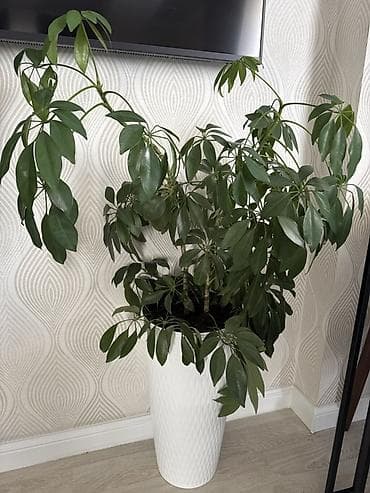 Шефлера (Schefflera) в высоком декоративном кашпо - Крупное комнатное
