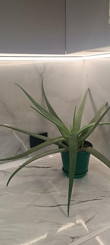 Алоэ вера в горшке - Вид: Aloe vera (алоэ столетник), суккулент. -