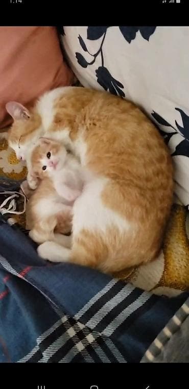 рыжие котята: Котята окраса рыже-белый - Порода: домашние короткошёрстные - Окрас — 1