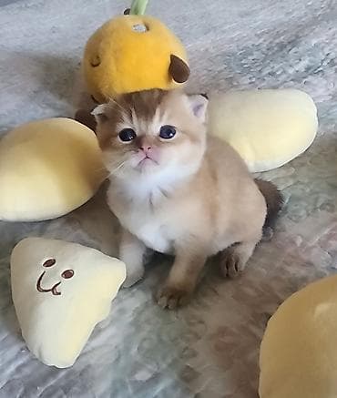 Продажа кошек: Скотиш Фолд (Шотландская вислоухая), 1 месяц, Девочка, Золотая шиншилла, Проглистована — 3