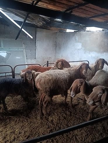 Аквариумдар: Сатам | Ургаачы кой (ургаачы), Козу | Арашан | Көбөйтүү үчүн | Ургаачы — 9