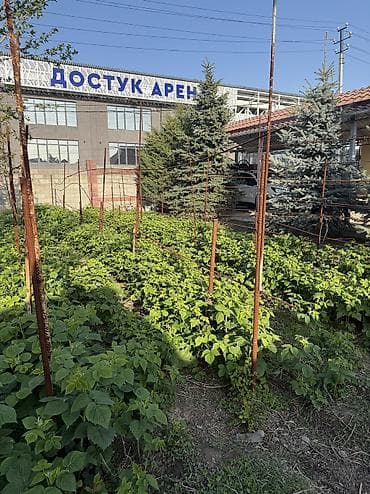 тактическая ручка: Продаю саженцы малин, сорт « Геракл»
15 сом штука — 2