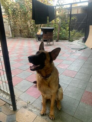 Вязка: Немецкая овчарка, Самец, 2 года, С родословной