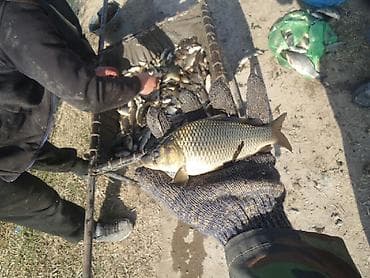 мальки фарель: Продаём мальки (сеголеток) в большом количестве. Продажа от 50 кг. и — 3