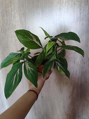 Сингониумы: Сингониум (стрелолист) в горшке. - Разновидность с пестрой листвой — 1