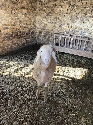 саман кант: Продаю | Баран (самец) | Полукровка | Для разведения, Для шерсти, На забой — 2