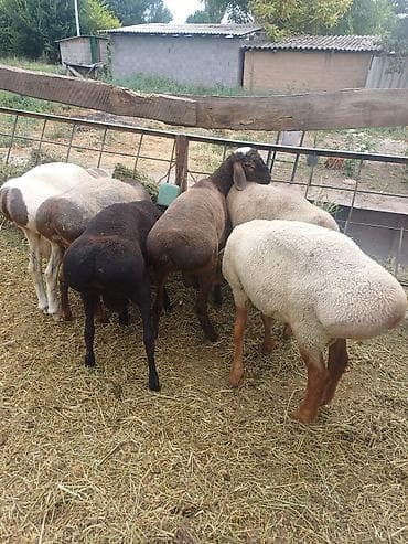 жирные быки: Продаю | Баран (самец) — 3