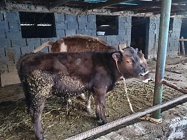 стекло аквариум: Продаю | Бык (самец), Тёлка | Алатауская | На откорм, На забой, Для разведения | Племенные, Искусственник — 4