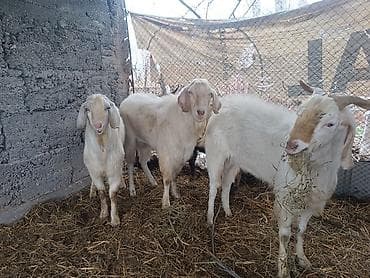 парода эчки: Продаю | Козёл (самец) | Битал | Для разведения | Племенные — 2