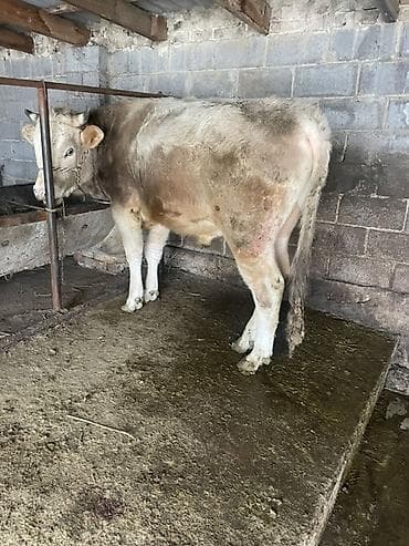 рыба семга: Продаю | Бык (самец) | На откорм | Привязанные — 4