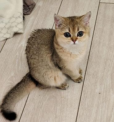 кошка вислоухие: Британская короткошёрстная, 5 месяцев, Девочка, Приучена к лотку — 1
