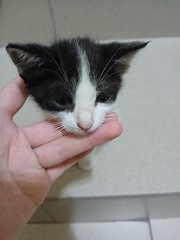scottish fold: СРОЧНО!!! ОТДАМ КОТЕНКА В ХОРОШИЕ РУКИ!! Котёнок, двуцветный — 3