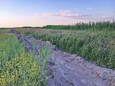 Үй жаныбарлары: Продаю или посмотрим варианты. поливной земля по документу 1.80 — 1