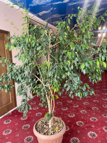 фикус али: Срочная распродажа. Самый большой Фикус Бенджамина на продаже — 2