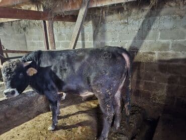 Айыл-чарба жаныбарлары: Сатам | Бука (эркек) — 2