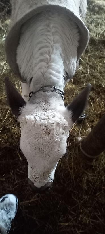 киссар кой: Продаю | Бык (самец) | Для молока — 6