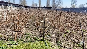 куплю малина: Саженцы малины на шпалере - Плодоносящие ряды малины, сформированные — 2