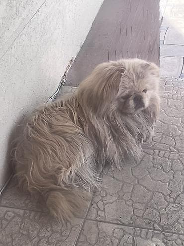Ветеринар кызматы: Найден пес породы Пекинес в районе Кара-Жыгач. Собака без ошейника — 6