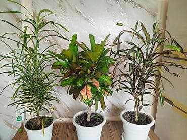 grow a garden: Комнатные растения – коллекционные сорта 1) Бегония — 10